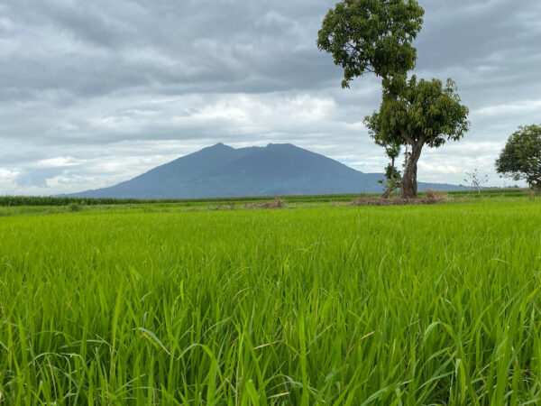 Rice Fields