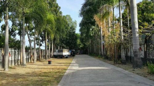 Palm Driveway